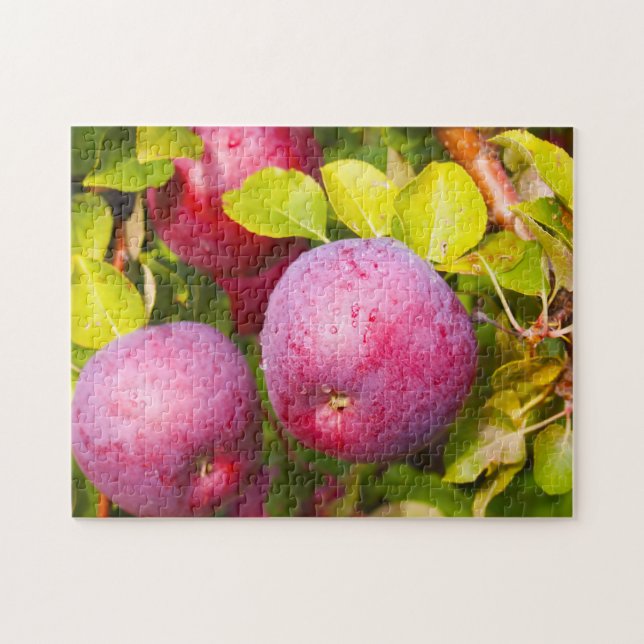 Apple Orchards Vermont. Jigsaw Puzzle (Horizontal)