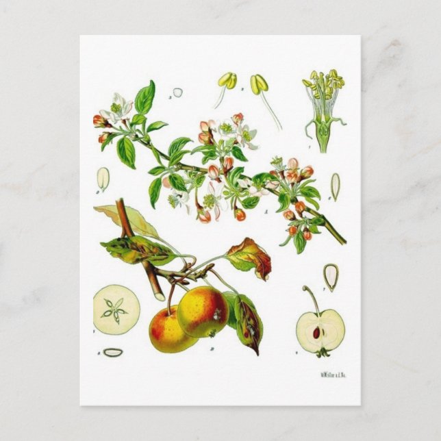 Apple Postcard (Front)