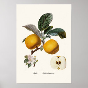 Apple Poster