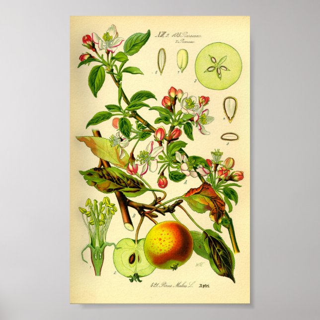 Apple (Pyrus malus) Poster (Front)