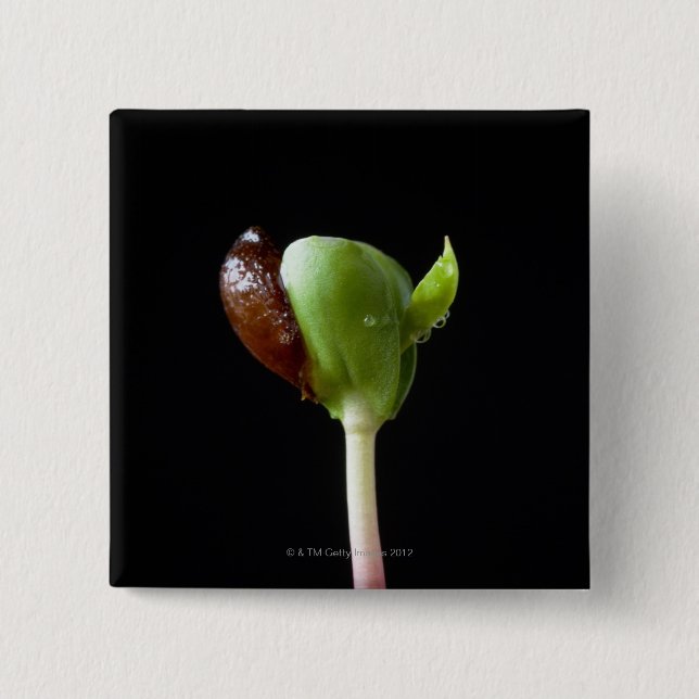 Apple seedlings with seed shell 2 inch square button (Front)