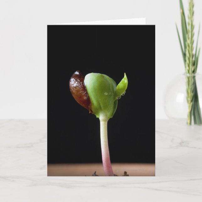 Apple seedlings with seed shell card (Front)