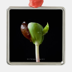 Apple seedlings with seed shell metal ornament