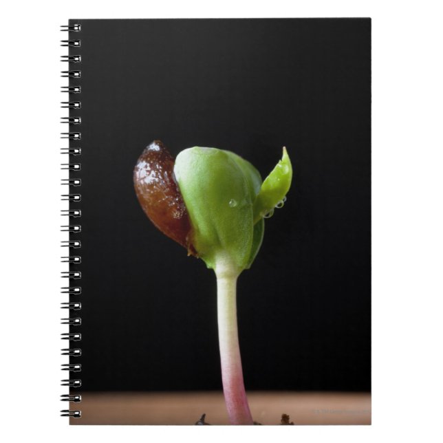 Apple seedlings with seed shell notebook (Front)