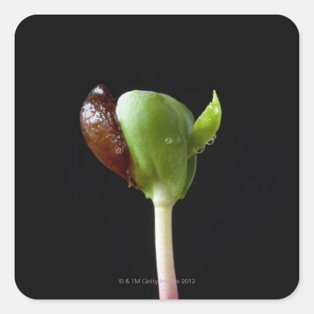 Apple seedlings with seed shell square sticker (Front)