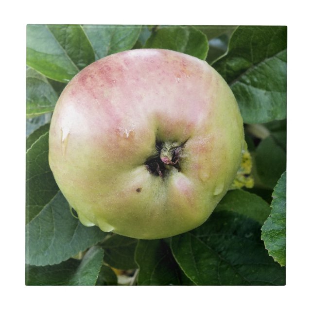 APPLE TILE (Front)