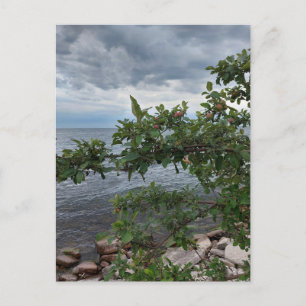 Apple Tree and Stormy Day on the Lake Postcard
