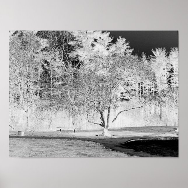 Apple Tree - B&W Poster (Front)