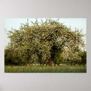 Apple tree in bloom poster