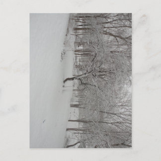 Apple Tree in Winter Postcard