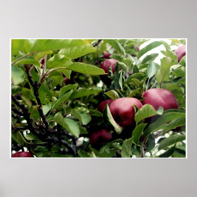Apple Tree l Poster (Front)