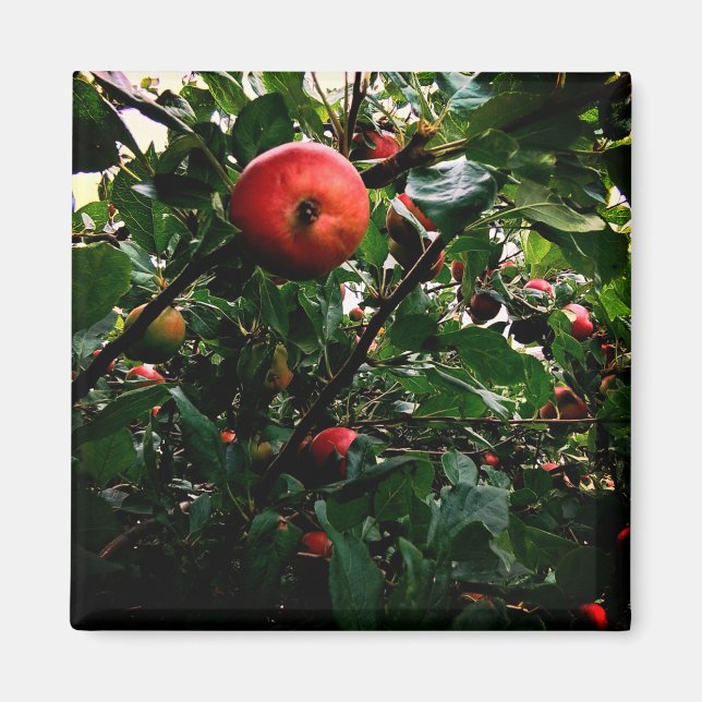 Apple tree magnet (Front)
