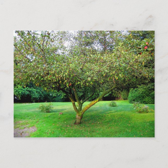 Apple Tree Postcard (Front)