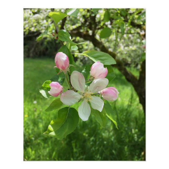 Apple Tree Poster (Front)