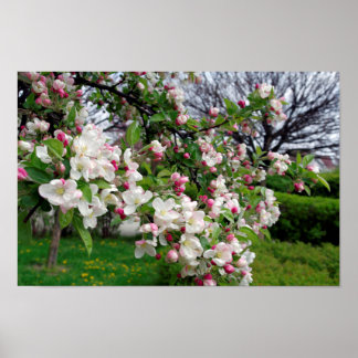 Apple tree spring blossom. poster