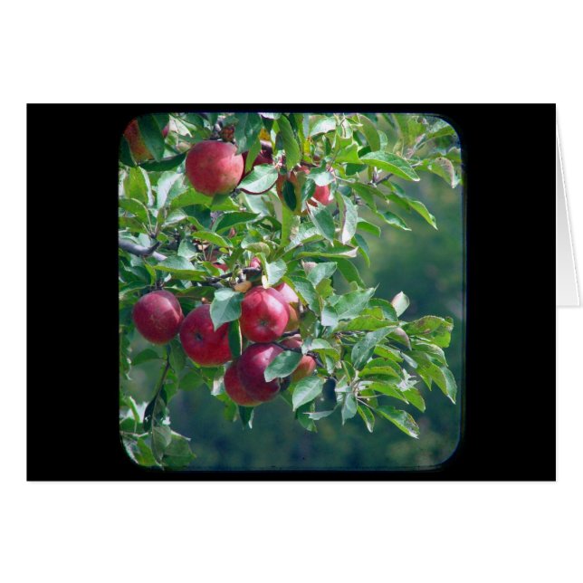 Apples (Front Horizontal)