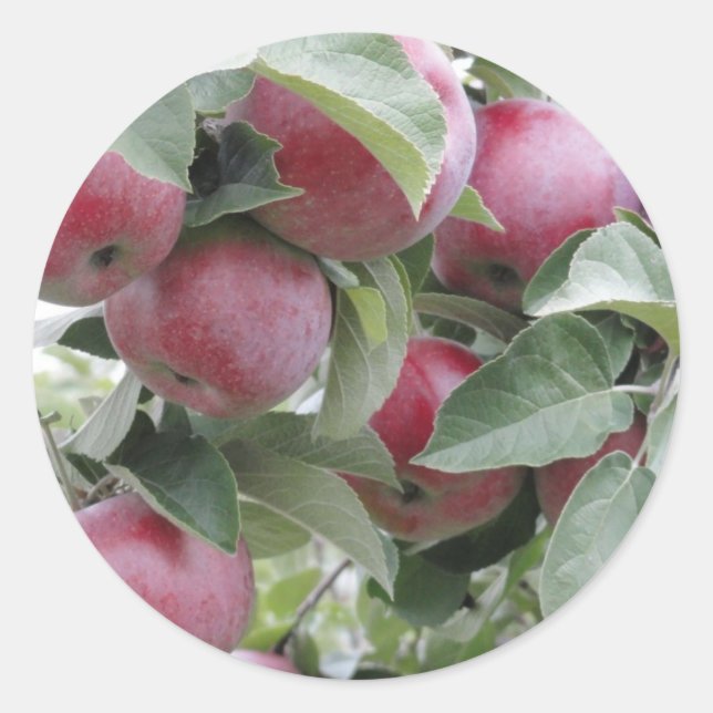 apples classic round sticker (Front)