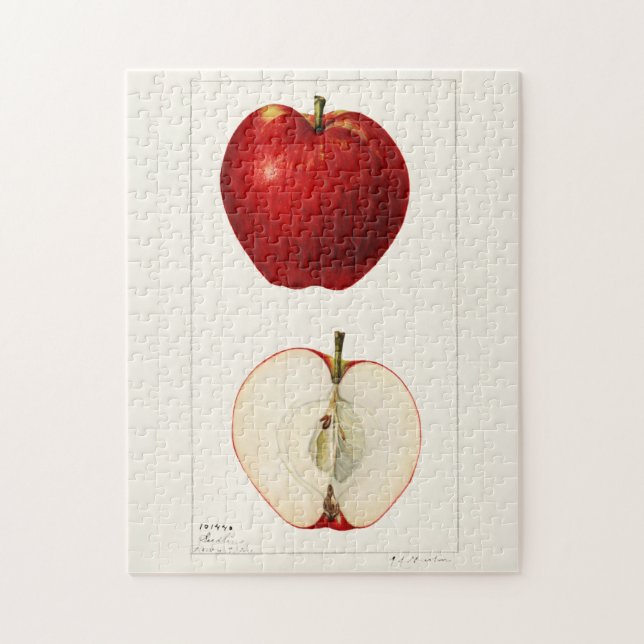 Apples (Malus Domestica) Fruit Watercolor Painting Jigsaw Puzzle (Vertical)