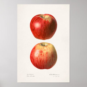 Apples (Malus Domestica) Fruit Watercolor Painting Poster