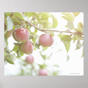 Apples on branch of tree. poster