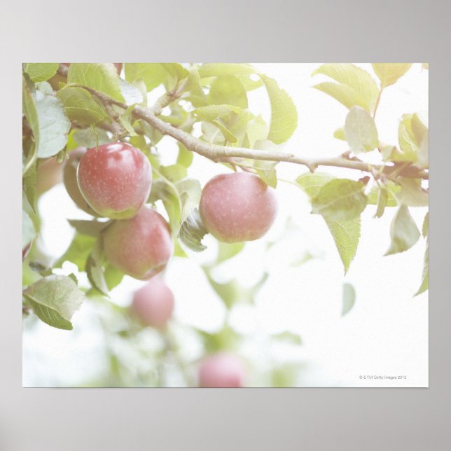 Apples on branch of tree. poster (Front)