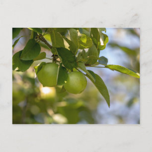 Apples on Branch Postcard