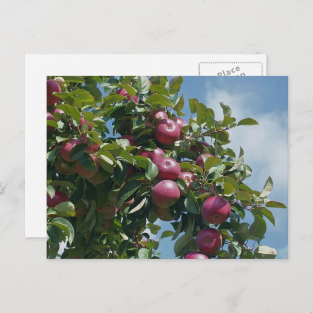 Apples On The Tree Nature Personalized Postcard (Front/Back)