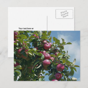 Apples On The Tree Nature Personalized Postcard