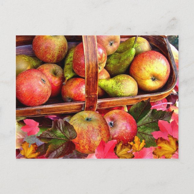 APPLES & PEARS  ~ Postcard (Front)