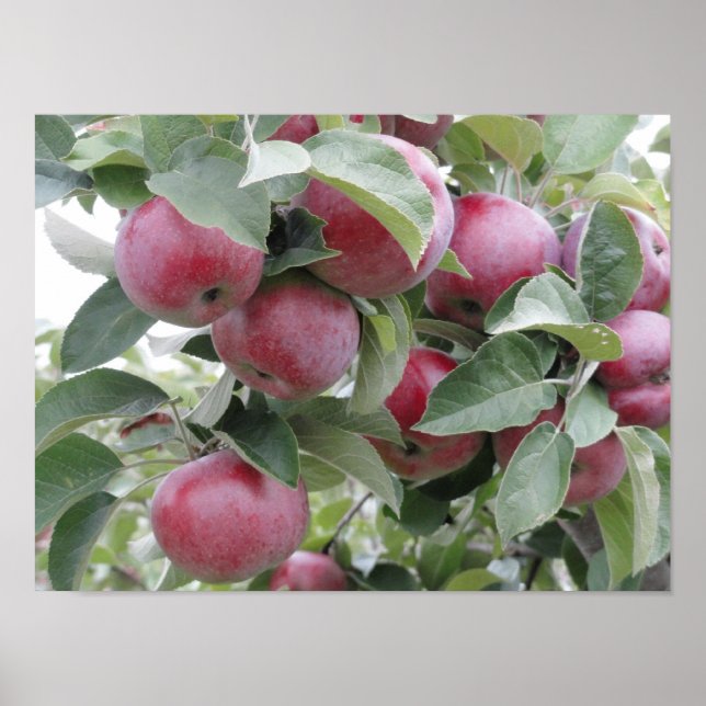 apples poster (Front)