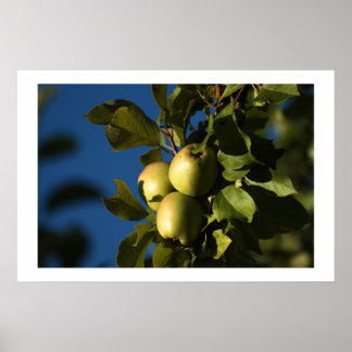 Apples Poster