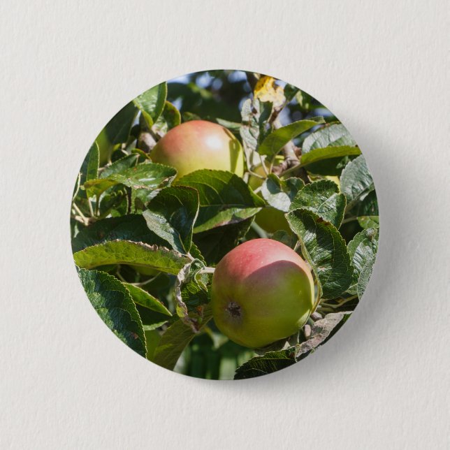 Apples ripening on an apple tree 2 inch round button (Front)
