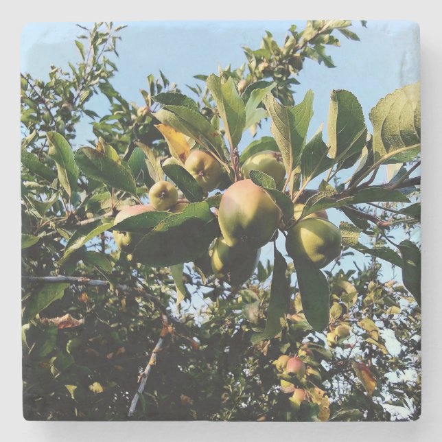 Apples Stone Coaster (Front)