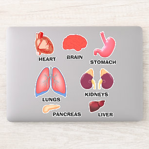 Apprendre Anatomie Éducative Accueil Sticker Ensem