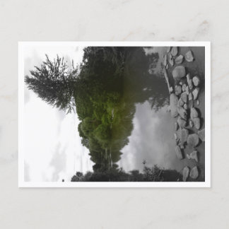 Approachable Wolf Post Card Print