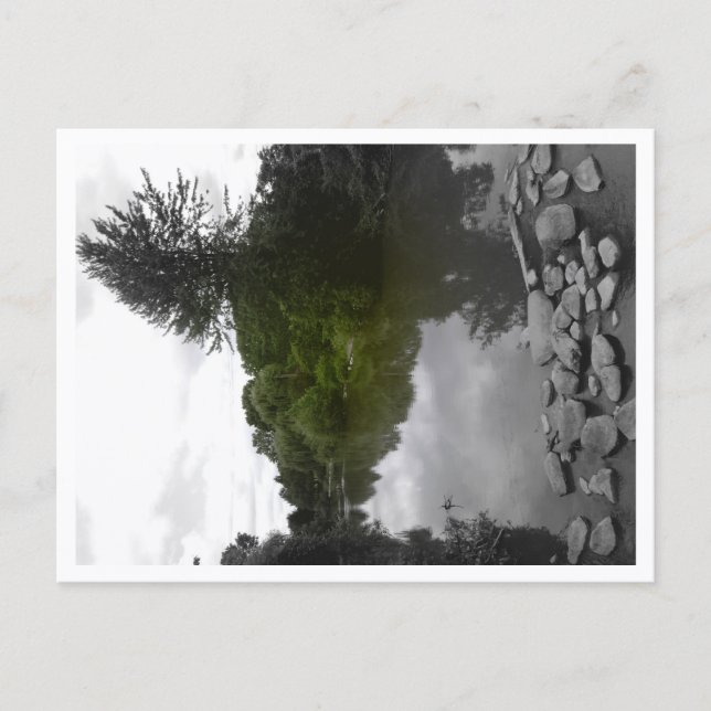 Approachable Wolf Post Card Print (Front)