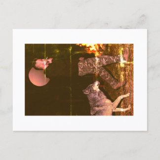Approachable Wolf Postcard