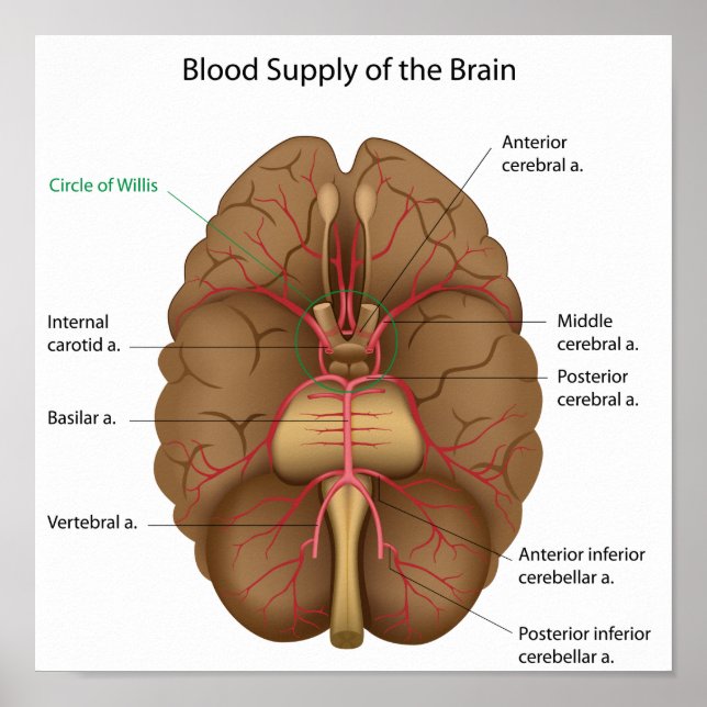 Approvisionnement en sang du cerveau Poster (Devant)