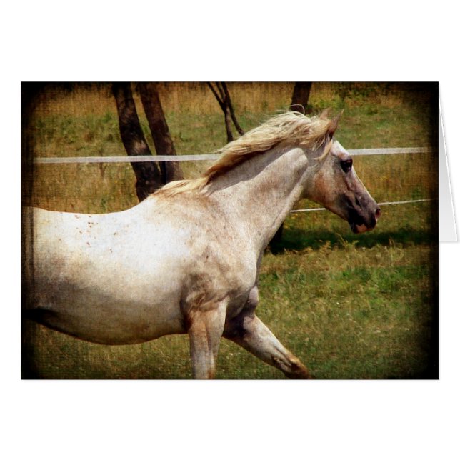 Appy (Devant horizontal)