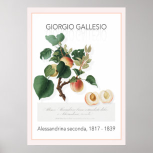 Apricot, affiche Vintage illustrée