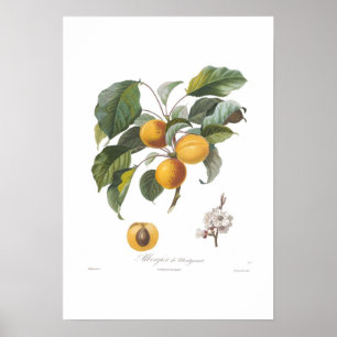 Apricot-Albergia de Montgamet Poster