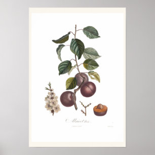 Apricot-Black apricot Poster