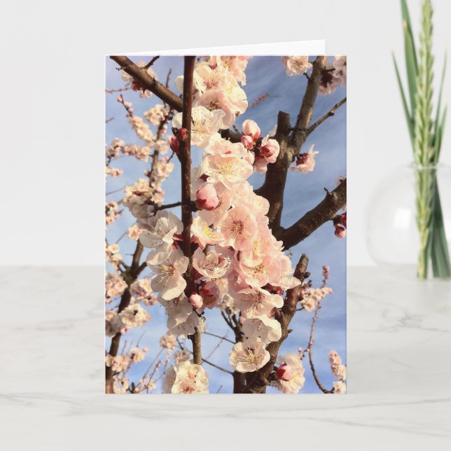 apricot blossoms card (Front)