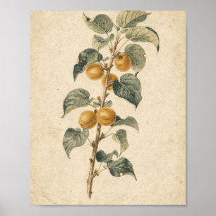 Apricot Branch with Ripe Fruit Botanical Art Poster