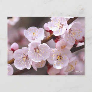 Apricot : Carte postale