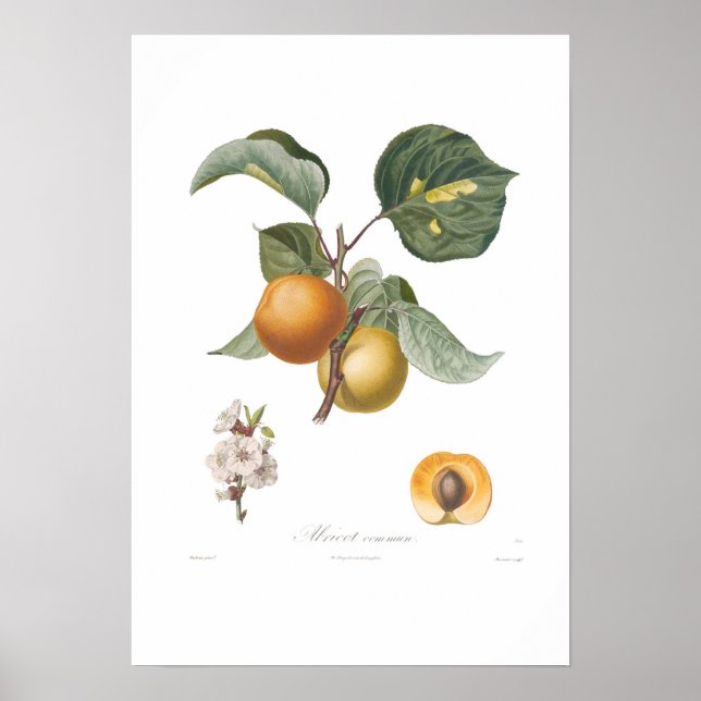 Apricot-Common apricot Poster (Front)
