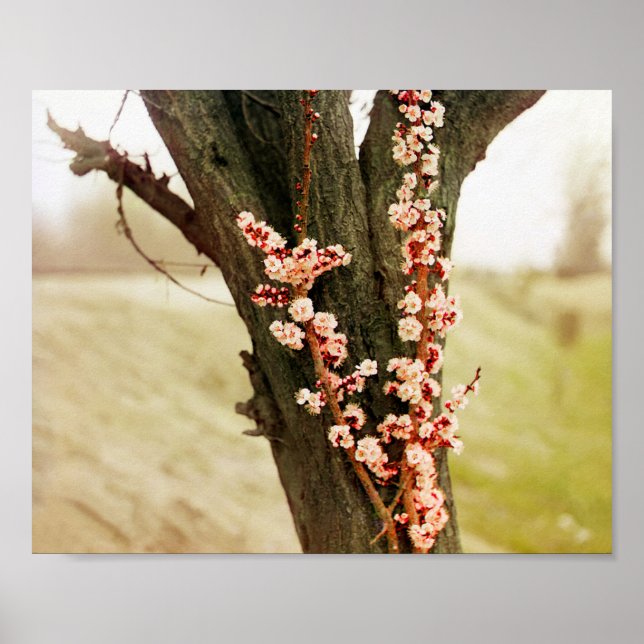 Apricot Flowers - 1911 Vintage Colour Photo Poster (Front)