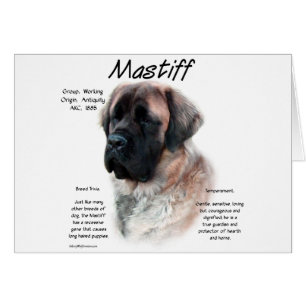Apricot Fluffy Mastiff History
