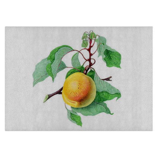 Apricot Fruit Tree Branch Colourful Boards