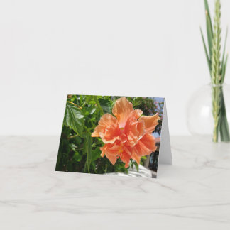 Apricot Hibiscus tropical flower blank note card